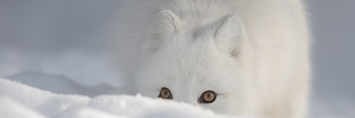 Arctic Fox