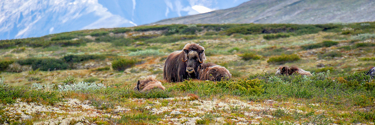 Muskox in Greenland