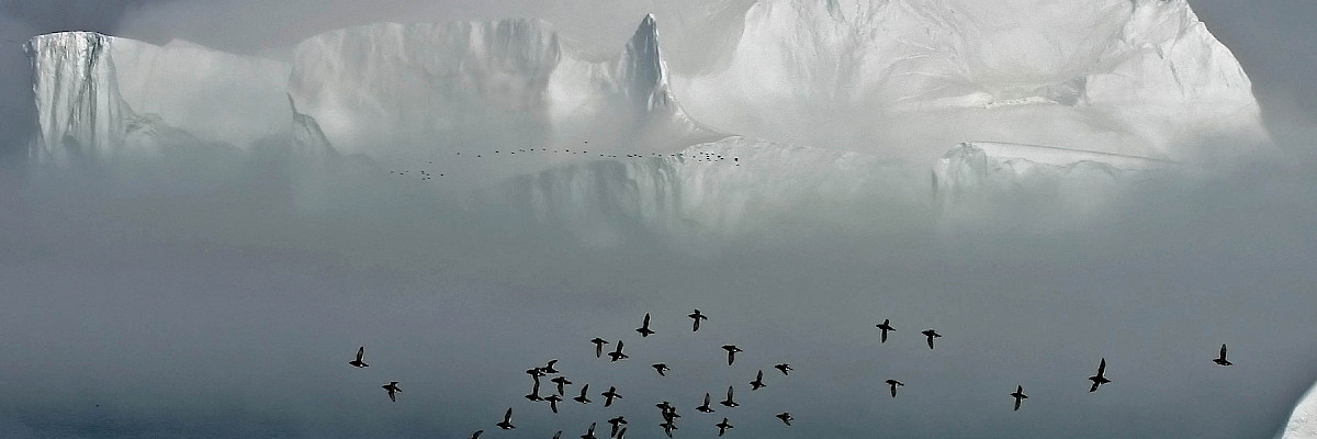 Auks flying in Greenland