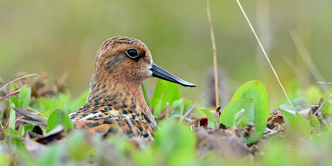 Spoon-billed Sandpiper