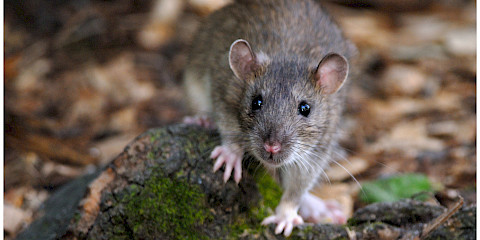 Brown rat