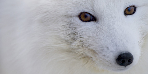 Arctic fox