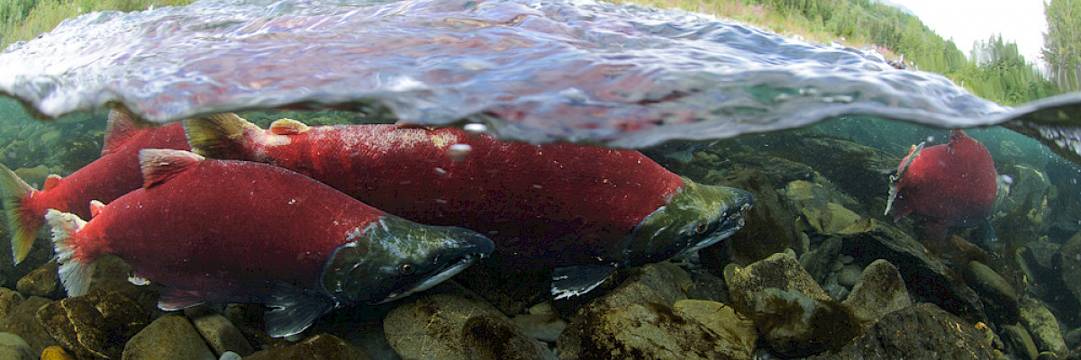 Sockeye salmon