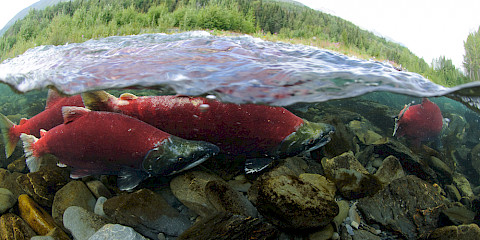 Sockeye salmon