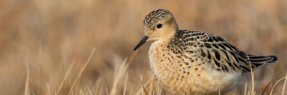 Buff-breasted Sandpiper