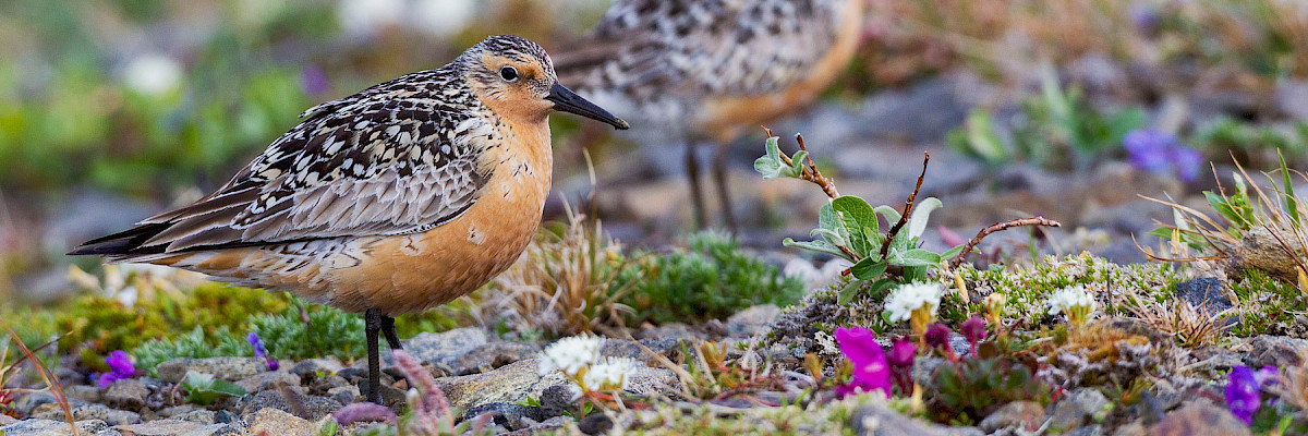 Red knots