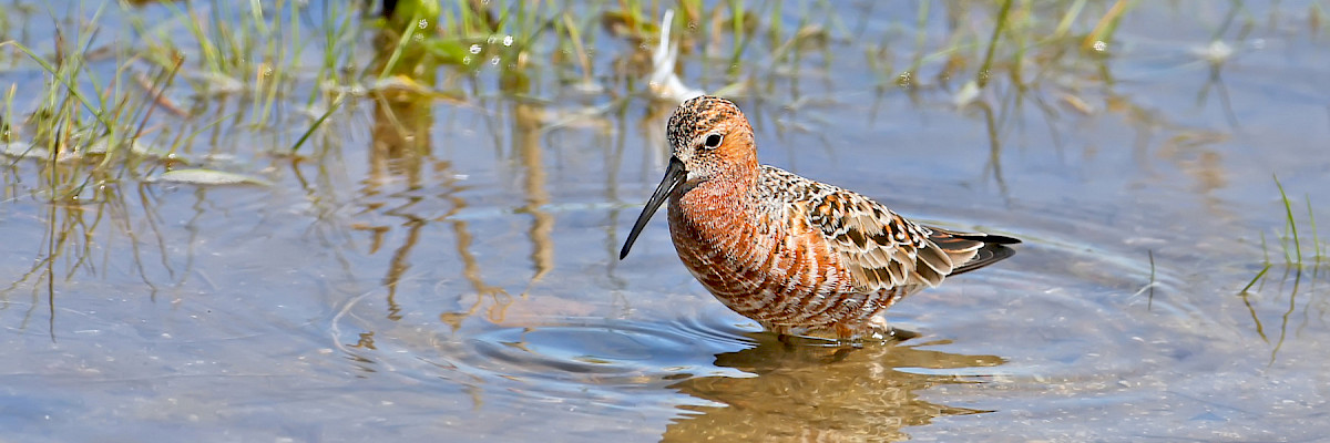 Curlew Sandpiper