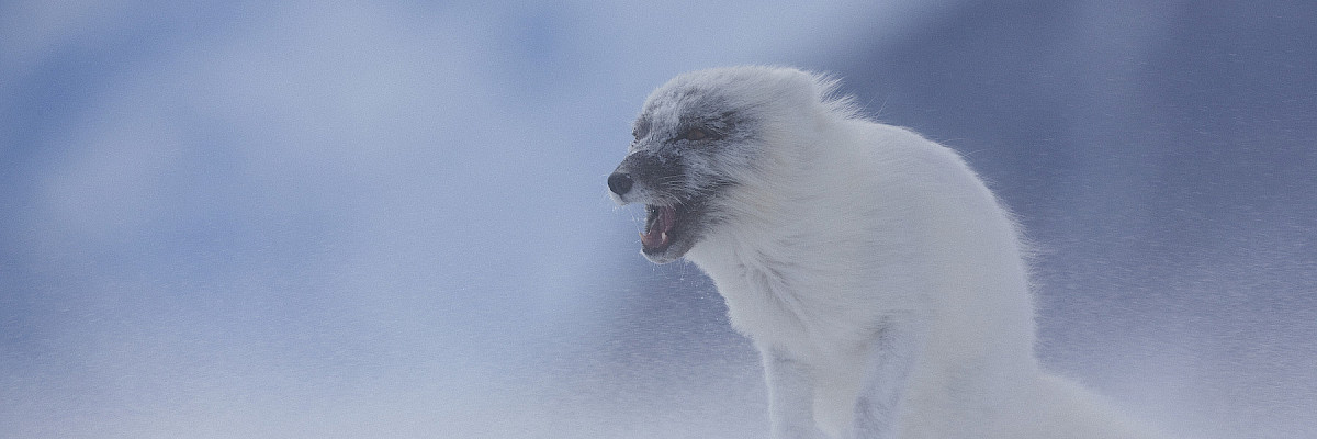 Arctic fox