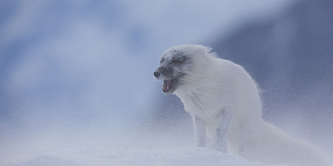 Arctic fox