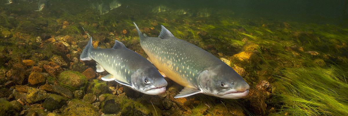 Arctic Char