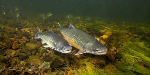 Arctic Char