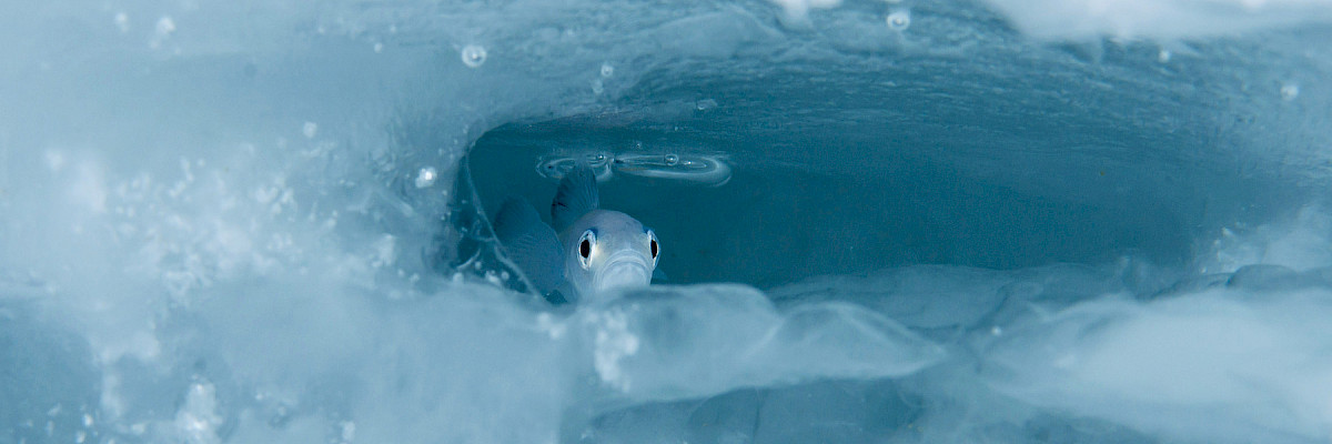 Polar cod