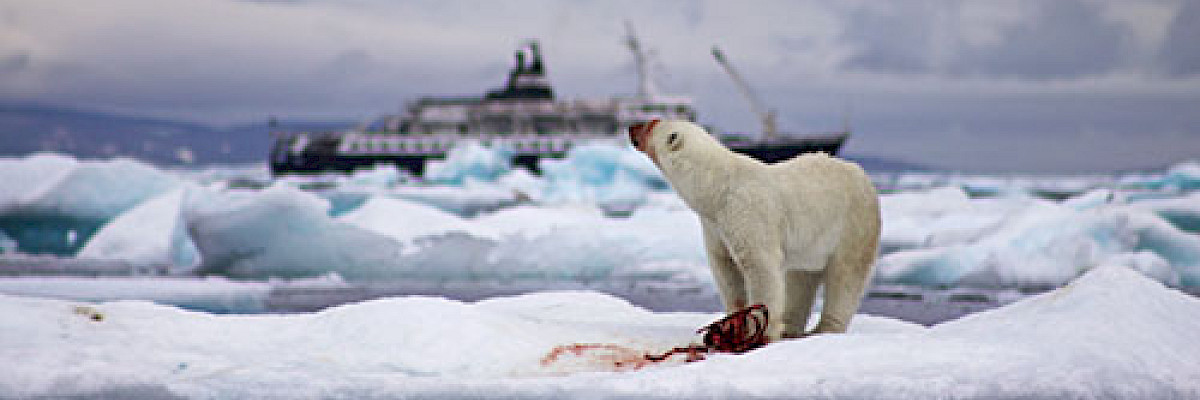 Polar bear feeding with ship in background