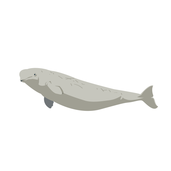 Beluga