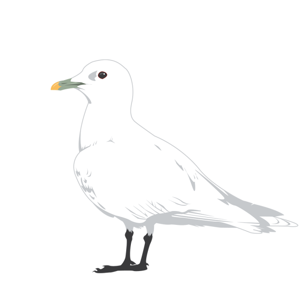 Ivory gull