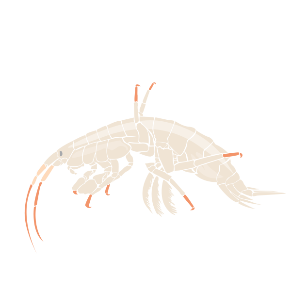 Gammarus wilkitzkii