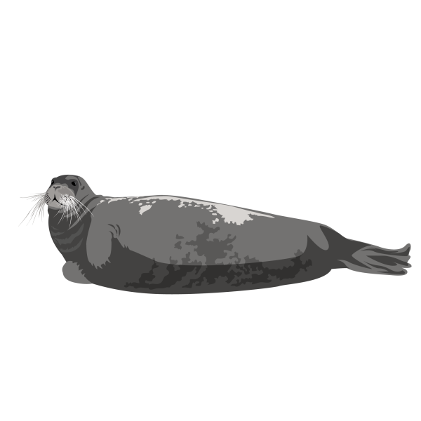 Bearded seal