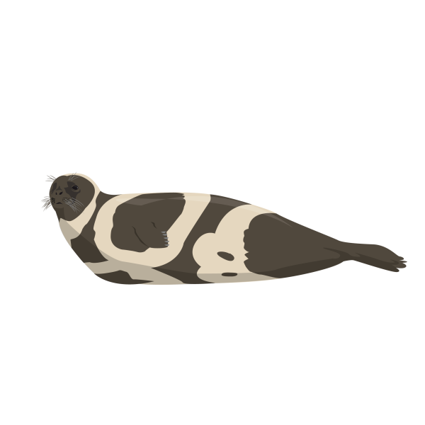 Ribbon seal