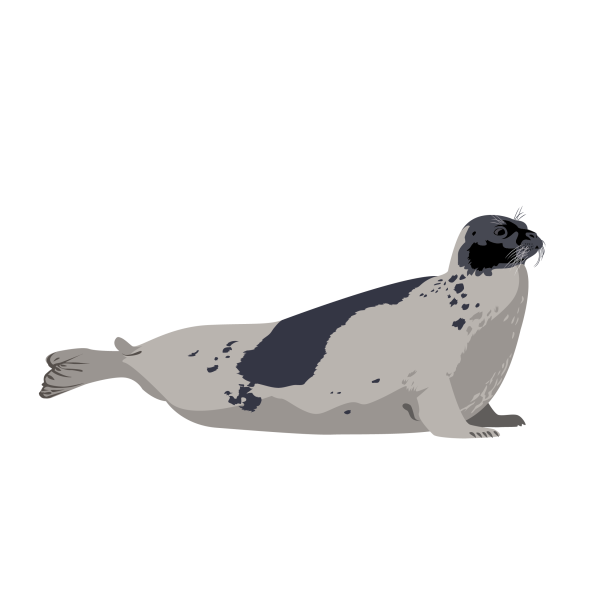 Harp seal