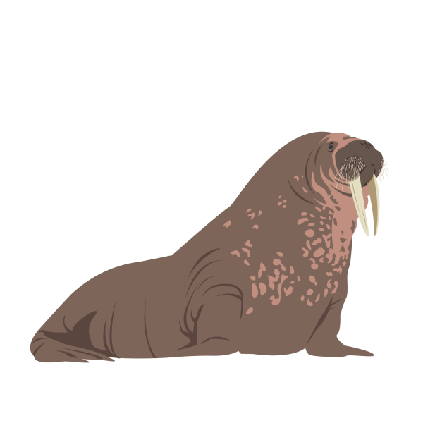 Walrus