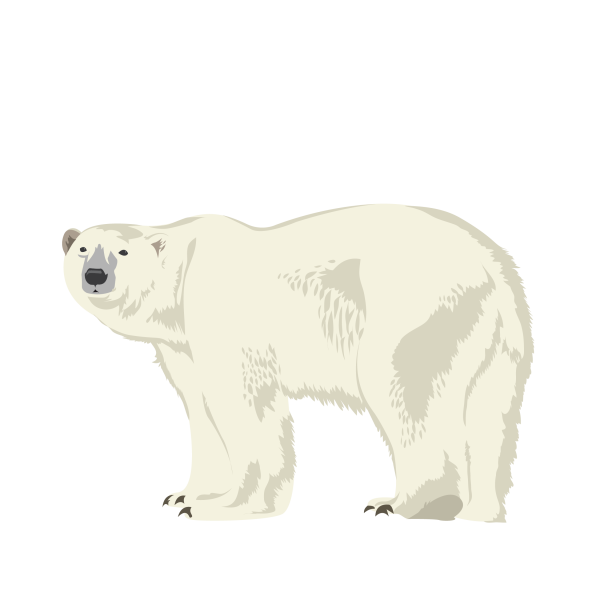 Polar bear