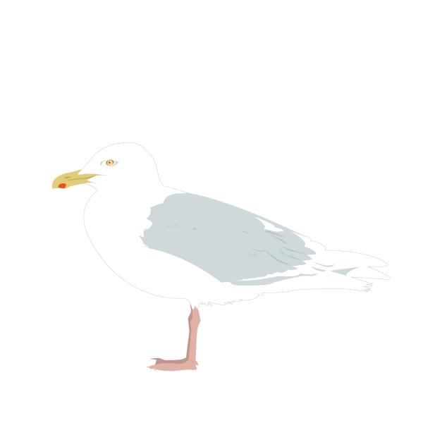 Glaucous gull