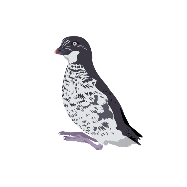 Least auklet