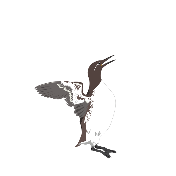 Common murre