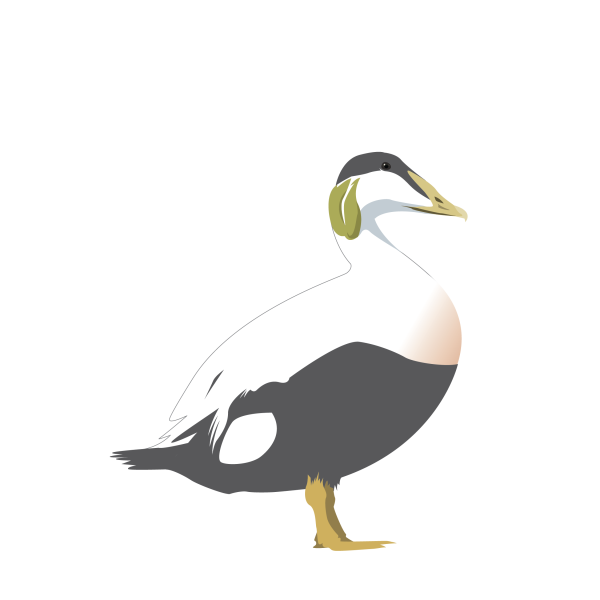 Common eider