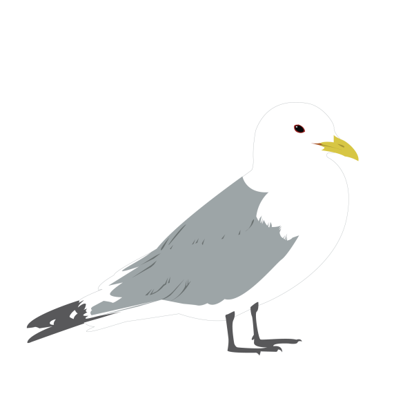 Black-legged kittiwake