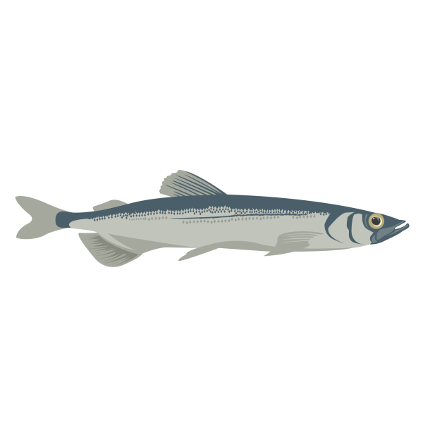 Capelin