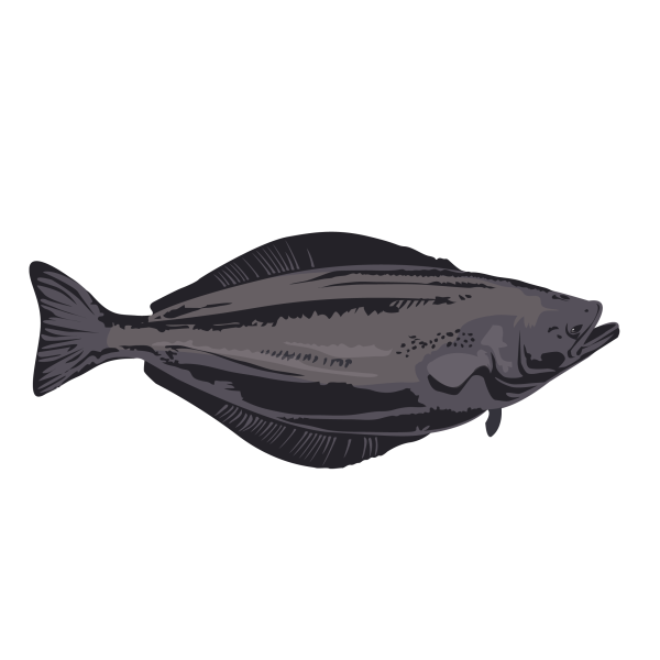 Greenland halibut