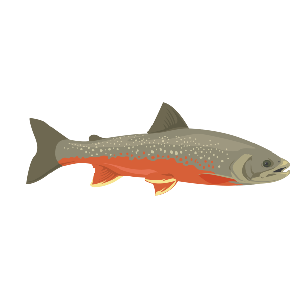 Arctic char