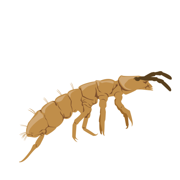 Springtail