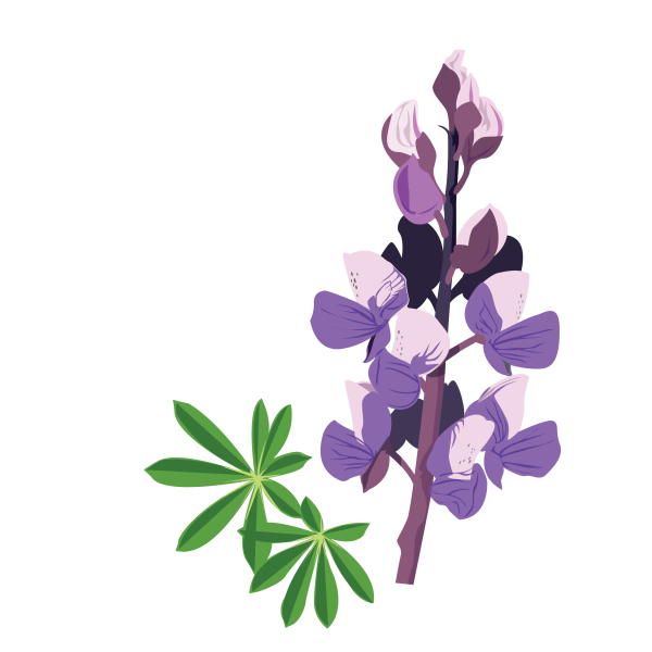 Nootka lupin