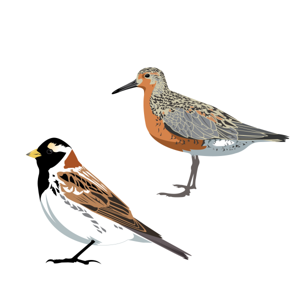 Lapland longspur and Red knot