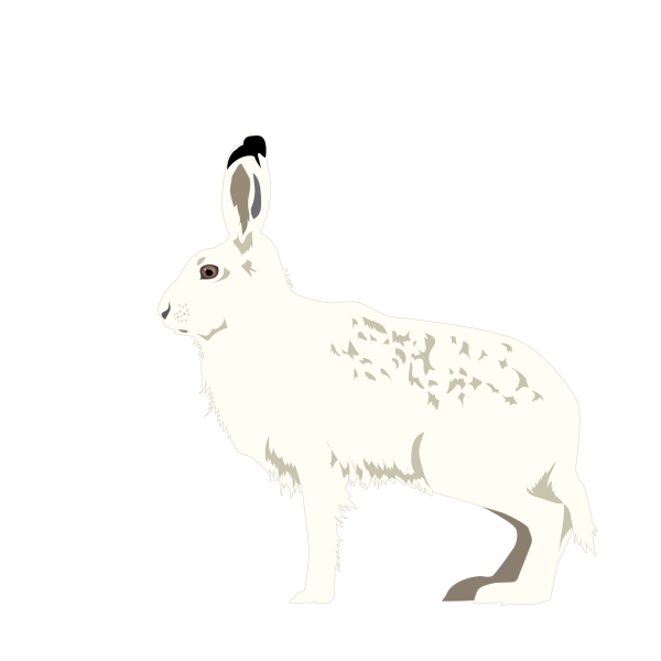 Arctic hare