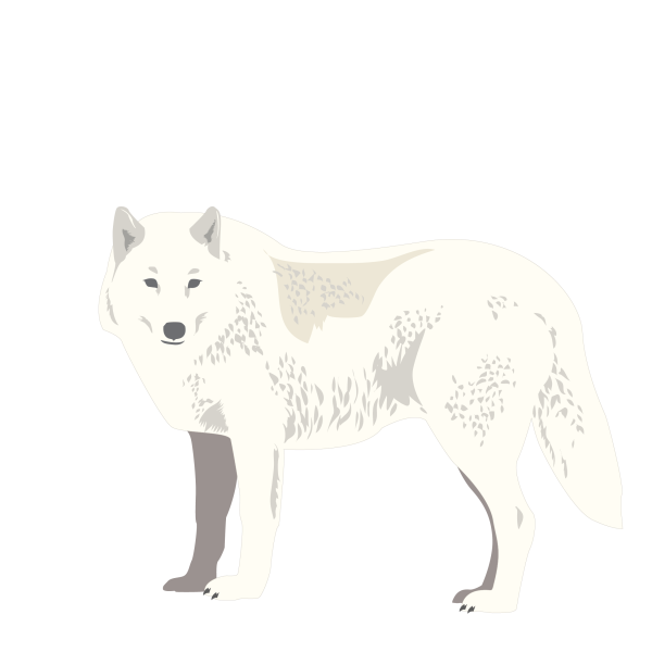 Arctic wolf