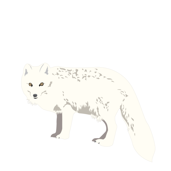 Arctic fox