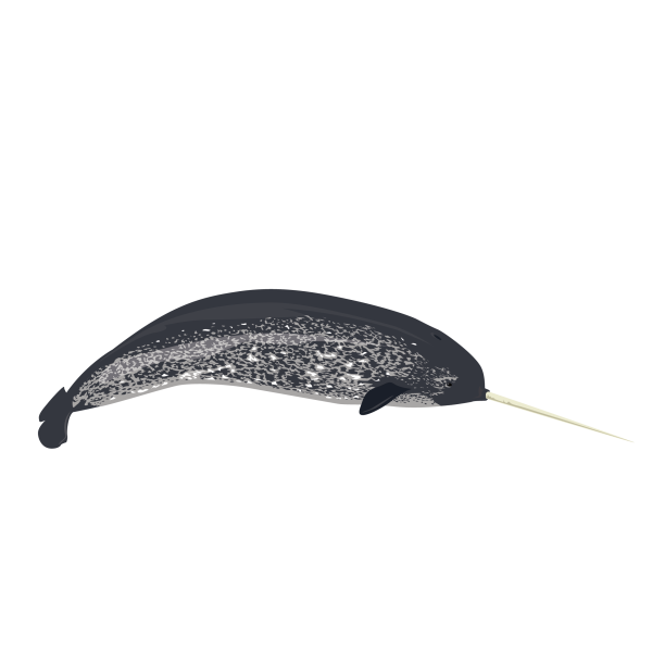 Narwhal