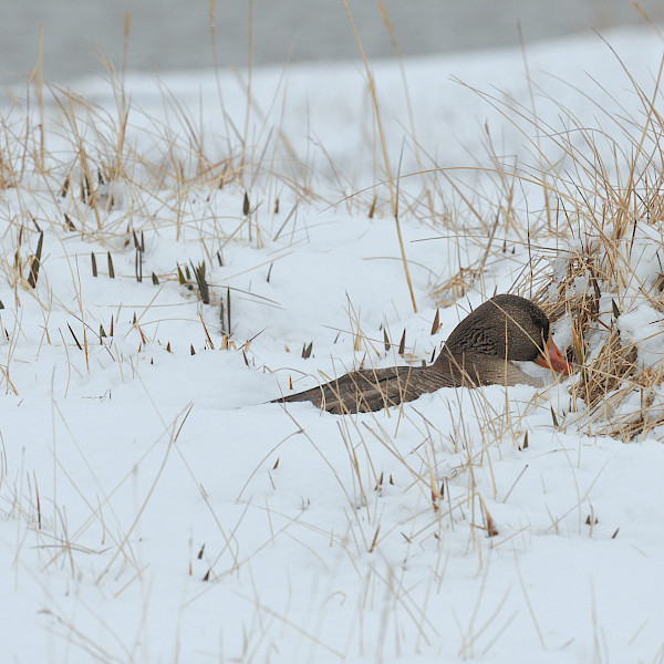 Nest in snow storm