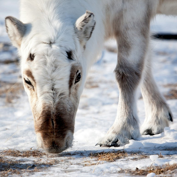 Caribou eating in ice on snow