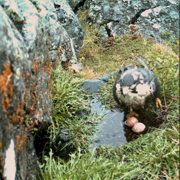 A flooded nest