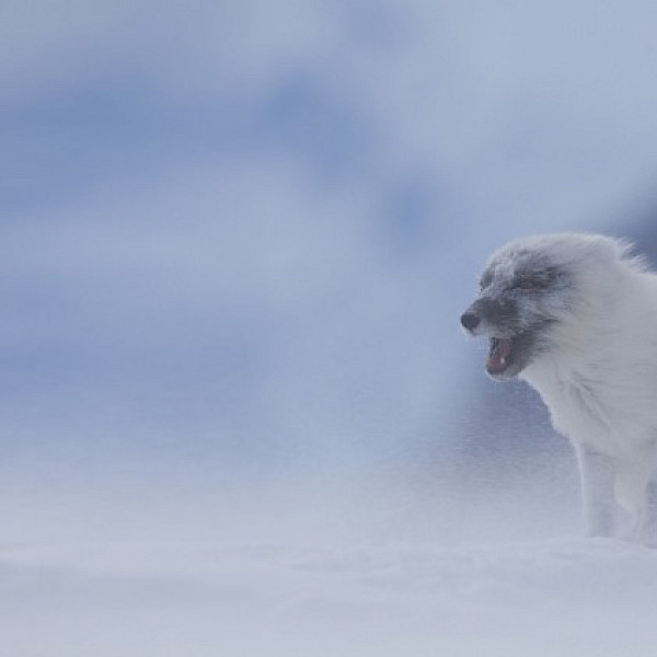 Arctic fox