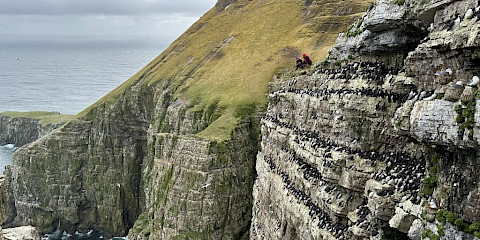 Uria lomvia - from Svalbard © Hallvard Strøm Uria lomvia - from Svalbard