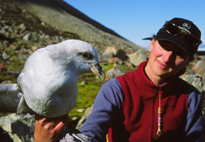 Monitoring expert with northern fulmar