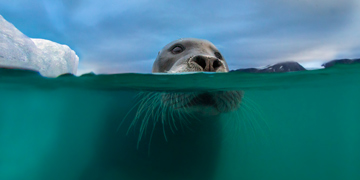 Bearded seal. Audun Rikardsen