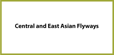 Central and East Asian Flyway
