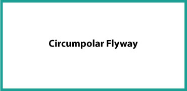 Circumpolar Flyway