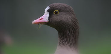 Lesser White-fronted Goose. Photo: Morten Ekker